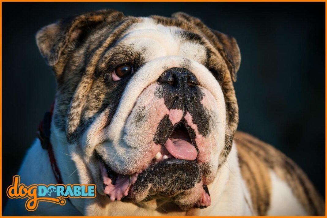 How to Groom an English Bulldog Essential Bulldog Grooming
