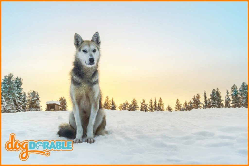 What Should I Feed My Husky? Tailoring Their Meal Plan