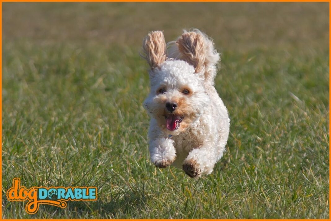 What Size Crate Should I Get for a Standard Poodle? Crate Selection