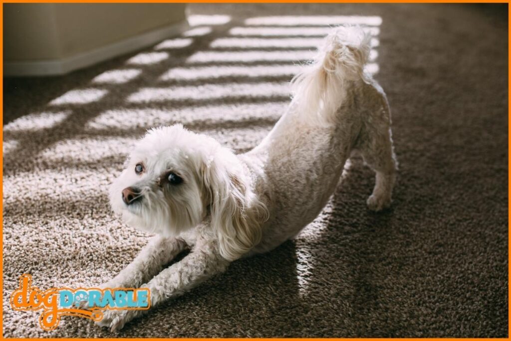 What to Feed a Toy Poodle? Nutritional Guidelines for Poodle Diet