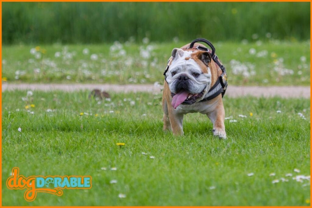 Why Were Bulldogs Bred? Historical Purpose of the Bulldog