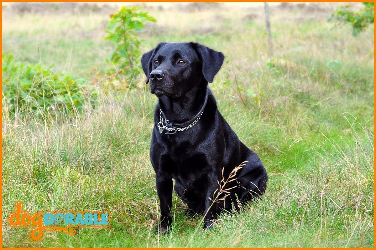 are-labradors-prone-to-bloat-preventive-measures-for-health