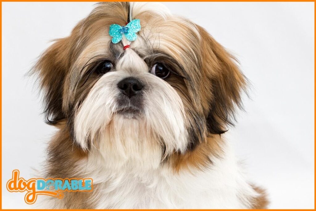 Photo inspiration: Are Shih Tzus High Maintenance Essential Grooming Tips Photo Inspiration