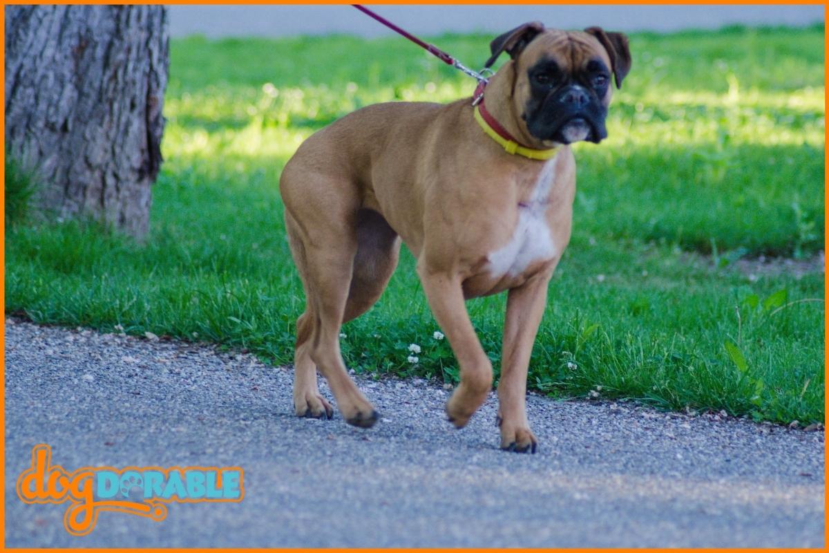 Do Boxers Have Hip Problems? Hip Health in Boxer Breeds