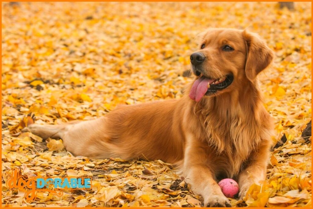 Do English Cream Golden Retrievers Shed? Shedding Traits Explained