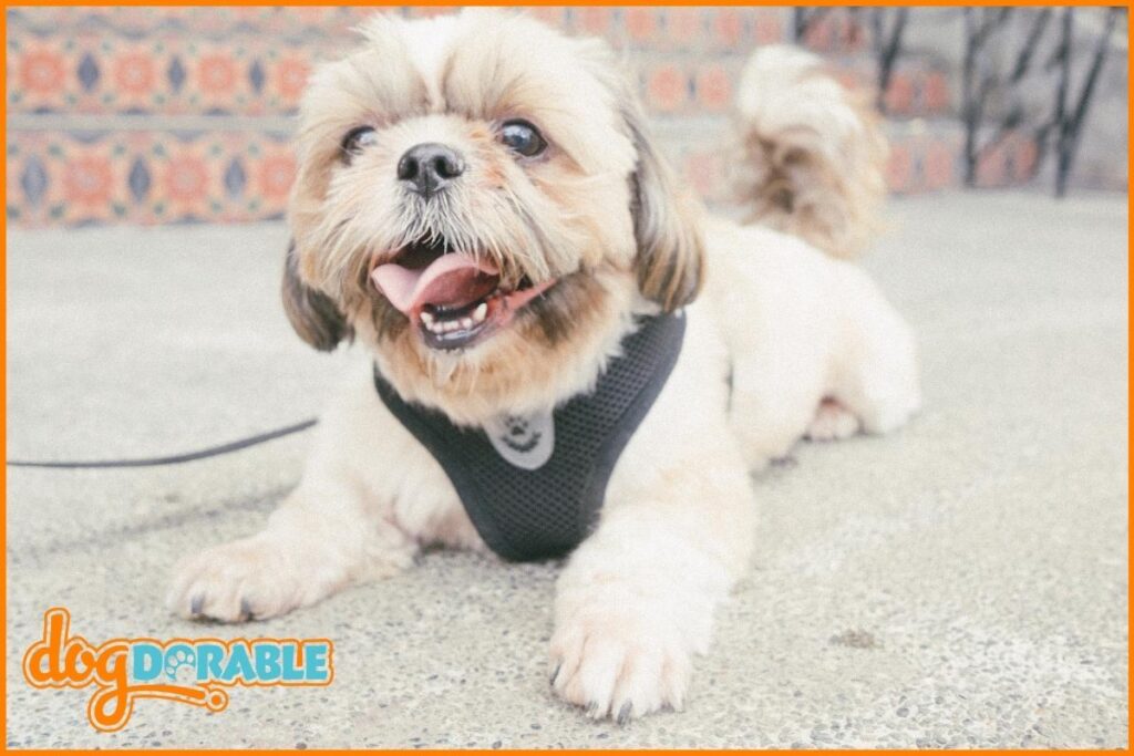 do-female-shih-tzus-have-periods-understanding-female-dog-cycles