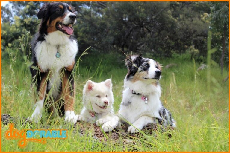 a pack of dogs in a field