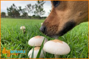 a dog about to each white mushrooms in the grass