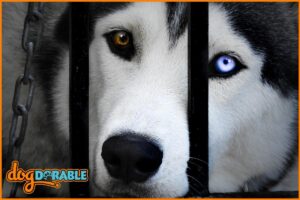 a close up of a dogs eyes