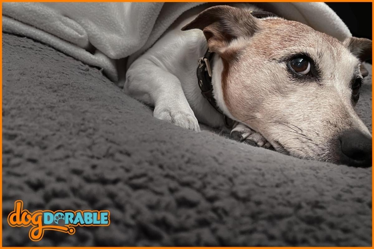 a dog laying on its bed but not sleeping