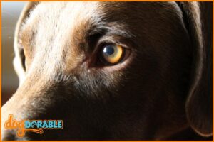 a close up of a dogs eyes