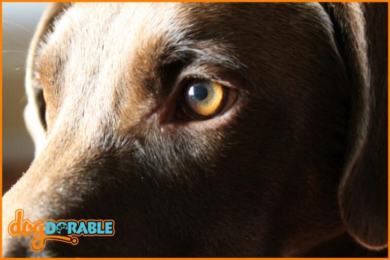 a close up of a dogs eyes
