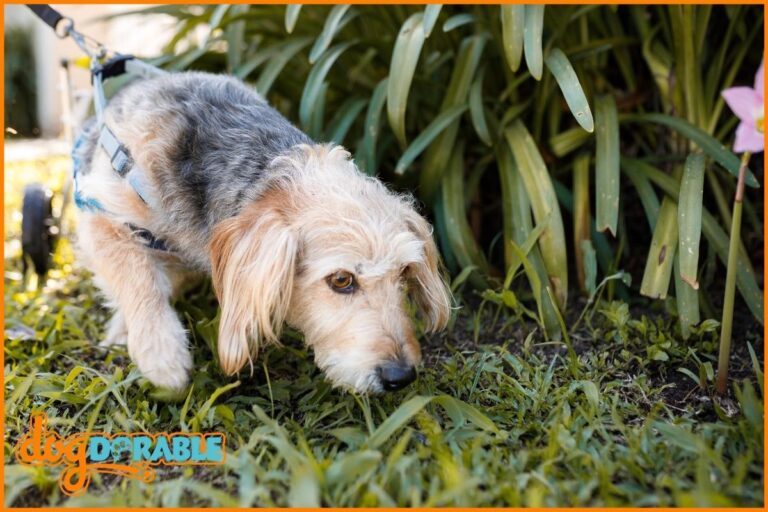 a dog sniffing the grass looking for somewhere to poop
