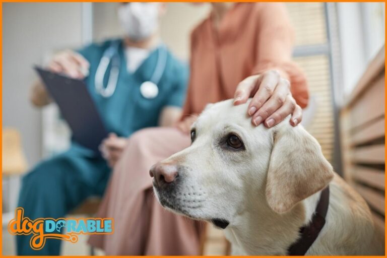 a Labrador dog at the vet