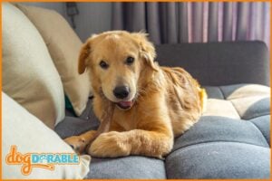 a dog on the couch chewing on rawhide