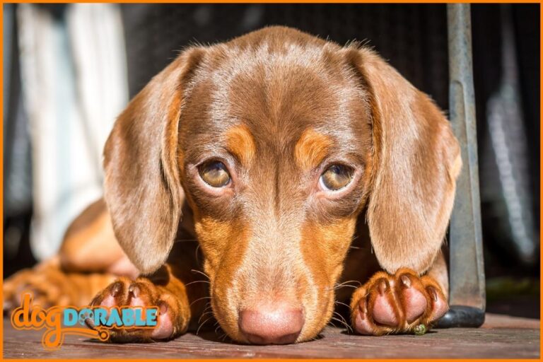 a close up of a cute dogs eyes