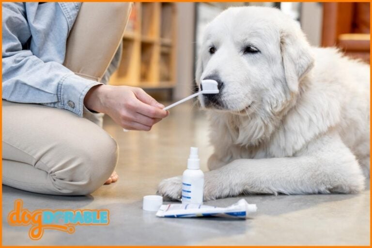 human brushing a dogs teeth with toothpaste