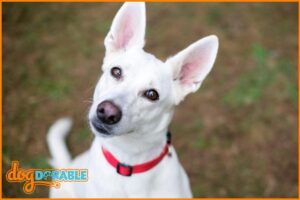 a cute dog wearing a perfect fit collar