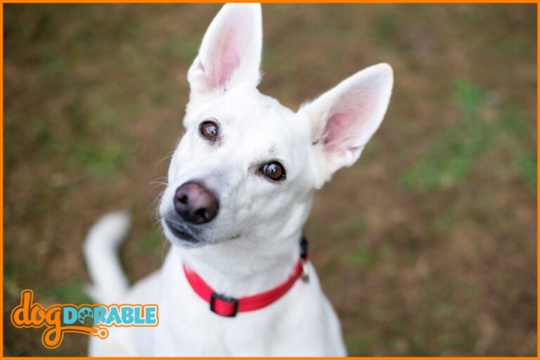 a cute dog wearing a perfect fit collar