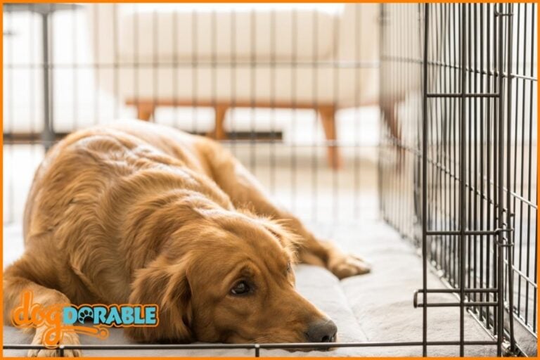 sad dog in a crate