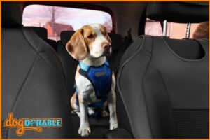 a dog in the back seat of a car