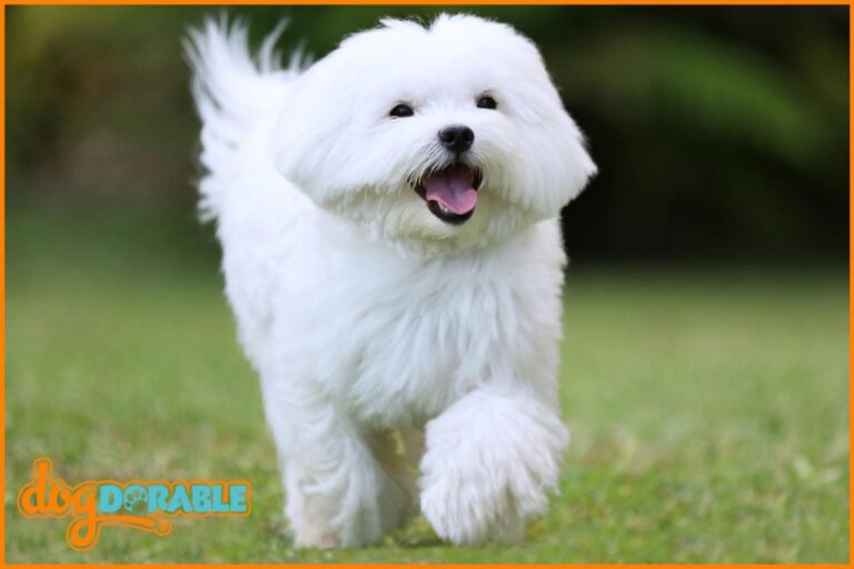 a beautiful clean white dog
