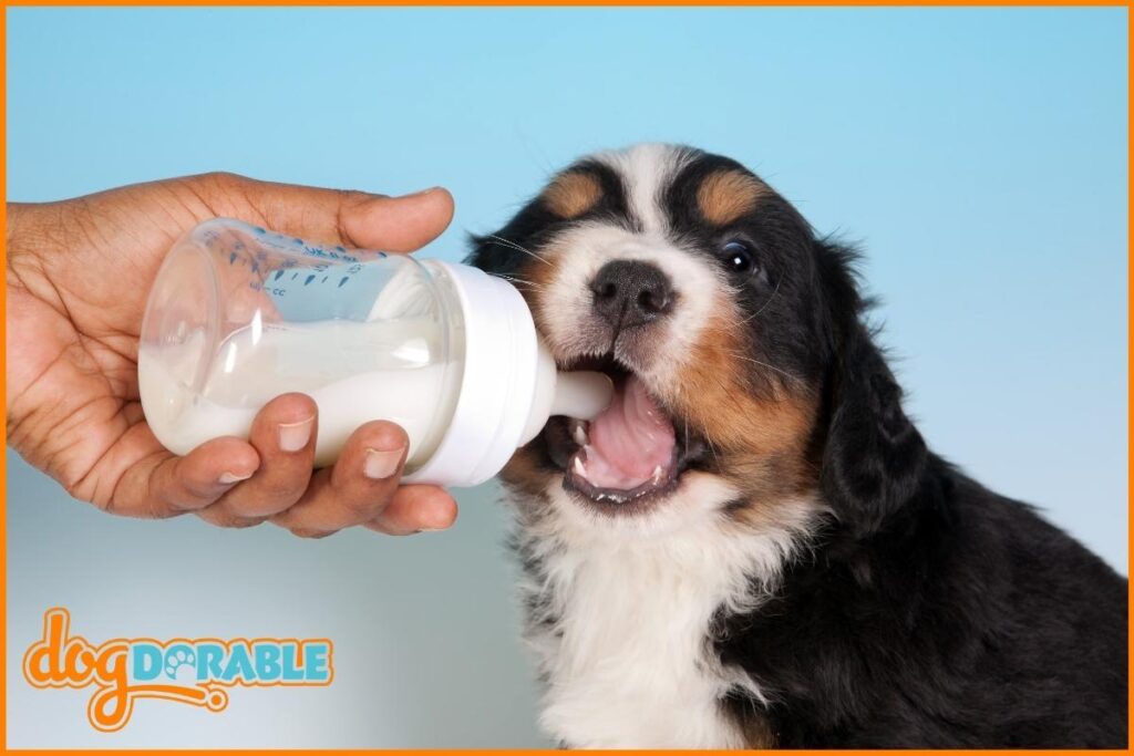 Dogs Get Diarrhea When Teething