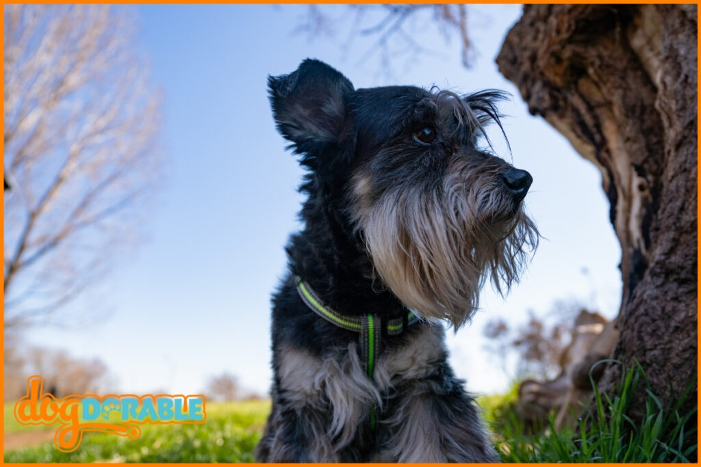 Are Miniature Schnauzers Good with Kids? [FamilyFriendly Traits]