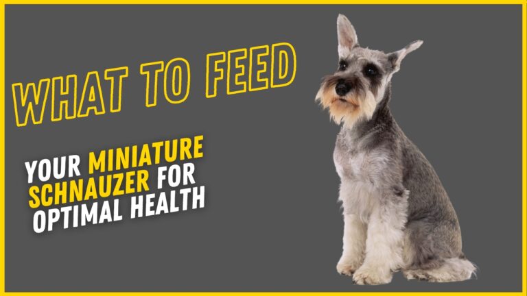 miniature schnauzer standing next to text that reads 'what to feed'