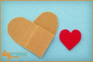 Minor wound care insights: Can I put a bandaid on my dog? Guidelines for Handling Minor Cuts and Scratches in Dogs.