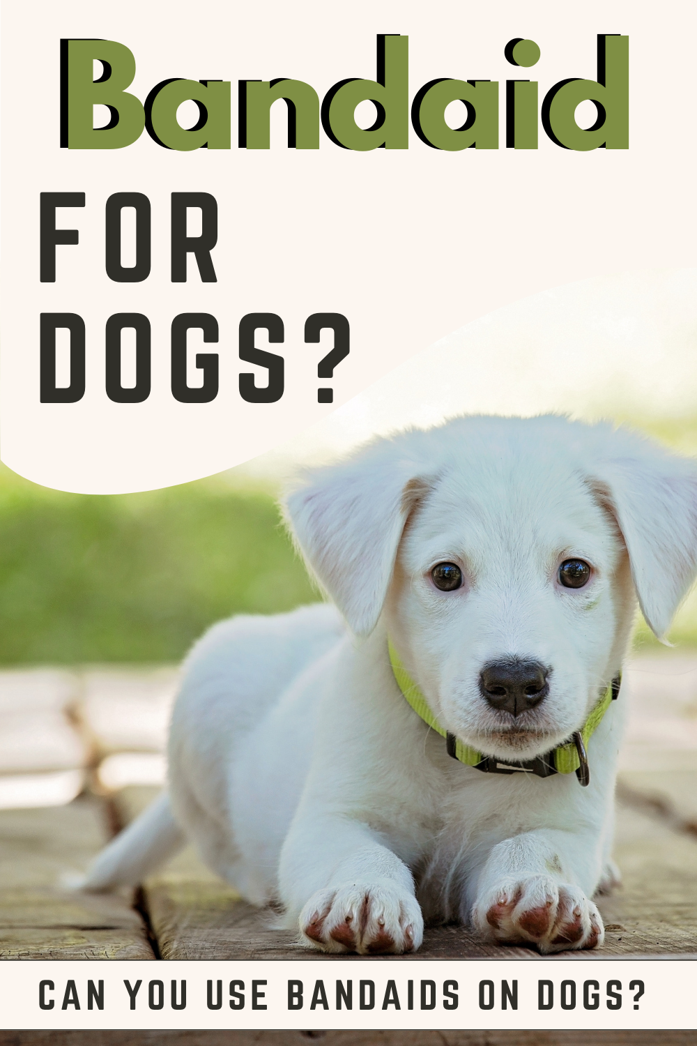 Wondering if you can put a bandaid on your dog? Discover proper care for minor wounds and scratches.