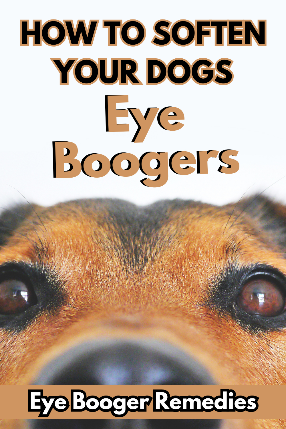 Addressing dog eye boogers for clear, comfortable eyes. Explore tips for gentle care and keep your pup bright-eyed and happy.