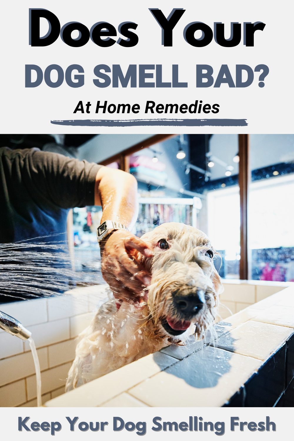 Tackle the mystery of why your dog smells bad. Explore solutions for a fresh and delightful-smelling pup.