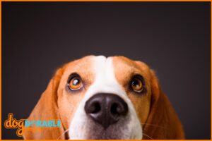 Effective remedies for eye care: How to soften dog eye boogers - Tips for Safe and Gentle Eye Cleaning.