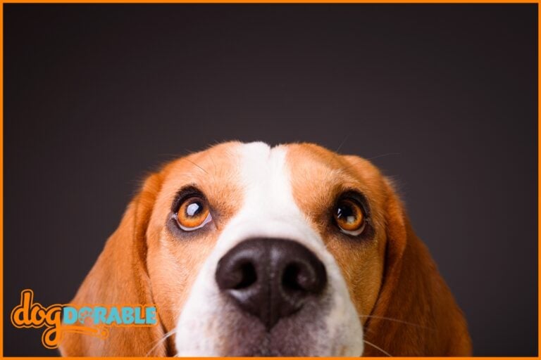 Effective remedies for eye care: How to soften dog eye boogers - Tips for Safe and Gentle Eye Cleaning.