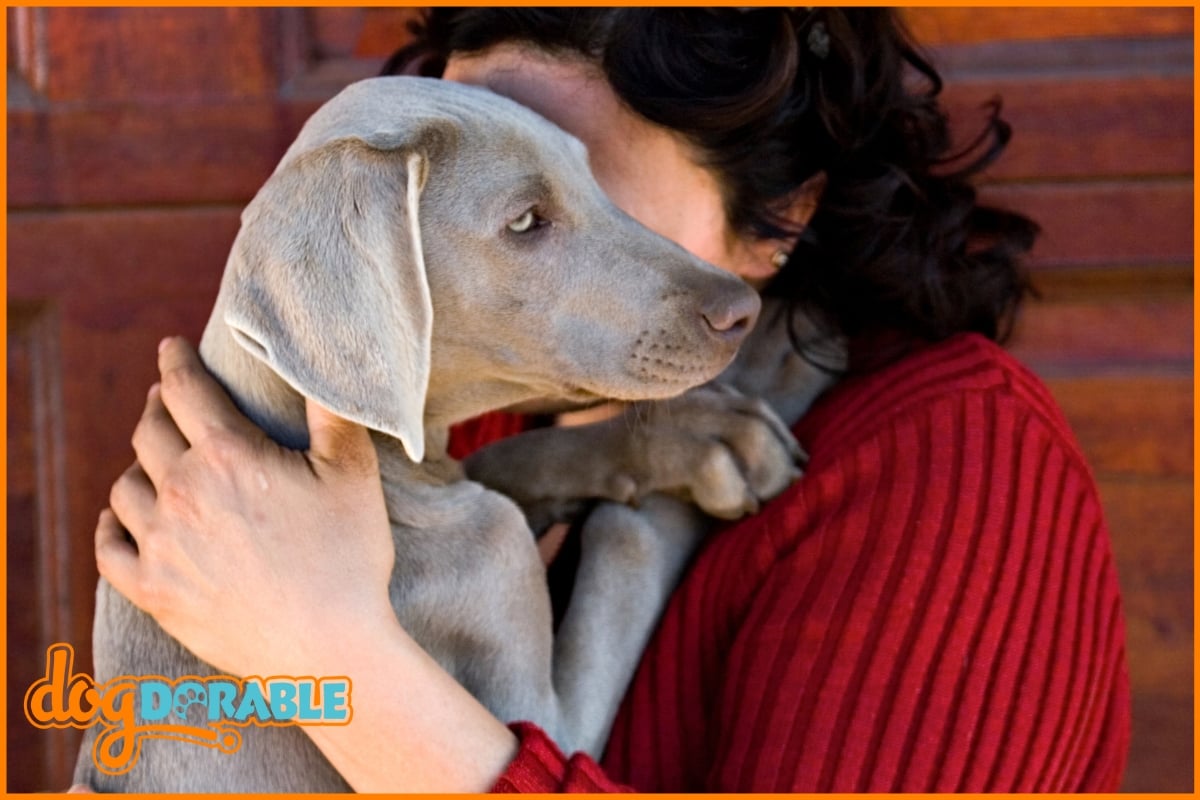 My Dog Smells Sweet [Causes & Solutions]