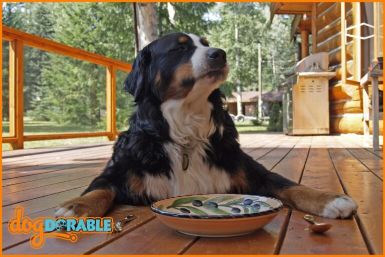 Combatting dry skin: What to add to dog food for dry skin - Dietary Additions to Improve Canine Skin Health.