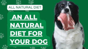 Explore an all-natural diet for dogs. Learn about the benefits and considerations of feeding your dog a natural, whole-foods-based diet.