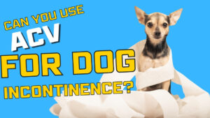 Manage dog incontinence with apple cider vinegar. Learn about the potential benefits and proper usage of ACV for addressing incontinence in dogs.