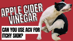 Use apple cider vinegar for dogs' itchy skin. Learn about the benefits and proper application of ACV to soothe your dog's itchy skin.