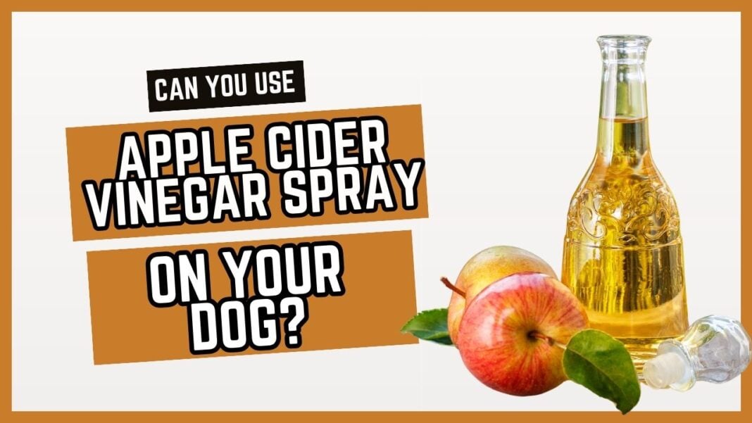 DIY Apple Cider Vinegar Spray For Dogs Benefits And How Photo Inspiration