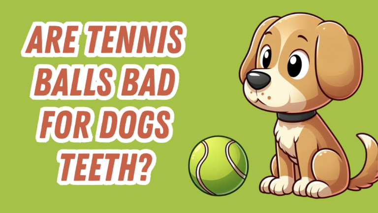 a dog looking at a tennis ball