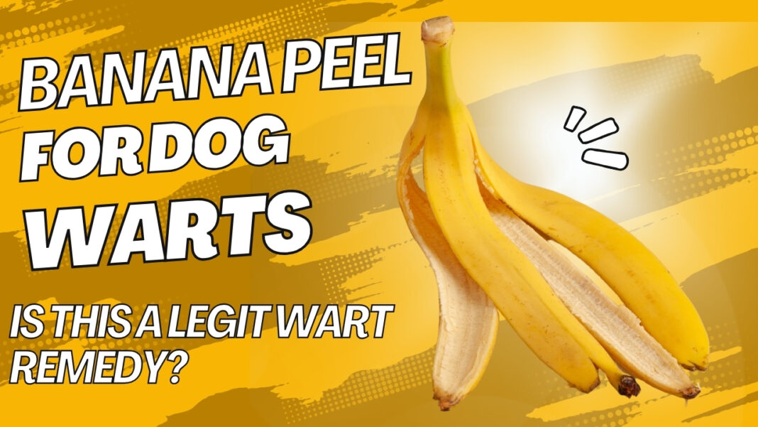 Using Banana Peels to Treat Your Dogs Warts [Step-By-Step Guide]