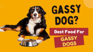 Find the best dog food for gassy dogs. Learn about suitable dog food options to alleviate gas and digestive discomfort.