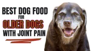 Discover the best dog food for older dogs with joint problems. Explore nutrition options to support your senior dog's joint health.