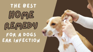 Explore the best home remedy for dog ear infection. Learn about natural treatments to address and prevent ear infections in your dog.