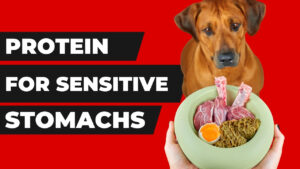 Identify the best protein for dogs with sensitive stomachs. Learn about protein sources that are gentle on sensitive canine stomachs.