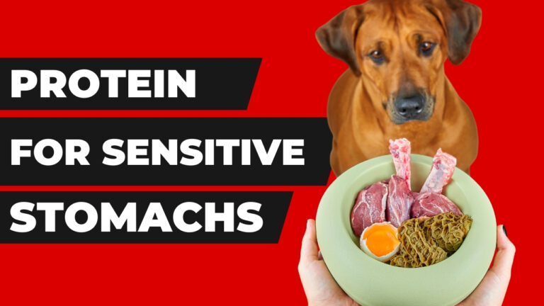 Identify the best protein for dogs with sensitive stomachs. Learn about protein sources that are gentle on sensitive canine stomachs.