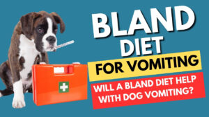 Implement a bland diet for dogs vomiting. Learn about the right foods to include and dietary strategies for managing vomiting in dogs.