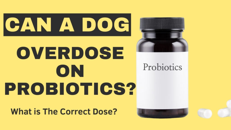 Can a dog overdose on probiotics? Understand the risks and benefits of probiotic use for your pet's digestive health.